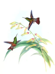 Amazilia castaneiventris